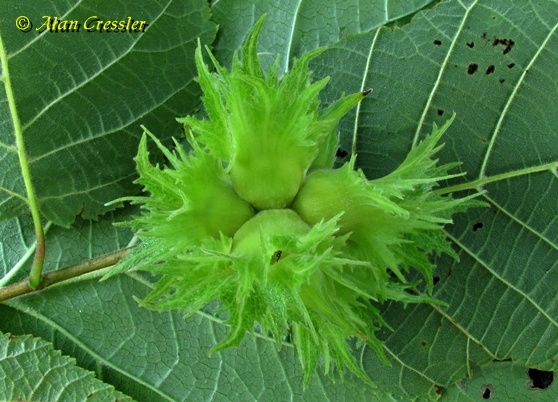 {Corylus americana}
